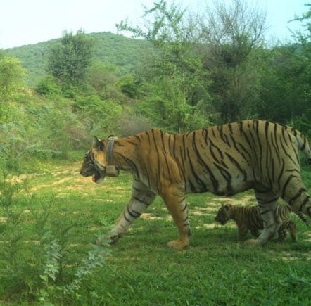 Tigress Protects Her Cubs During Bathing Session, Video Shared by Former IFS Officer