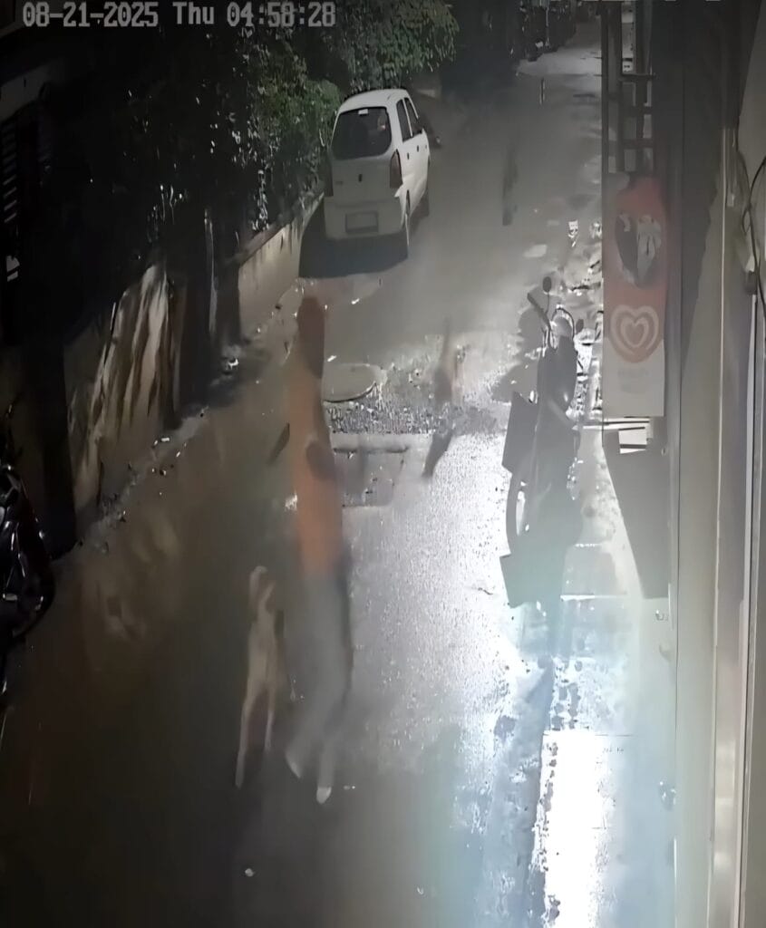 7 Stray Dogs Attack Maharashtra Man On Camera, He Makes Dramatic Escape
