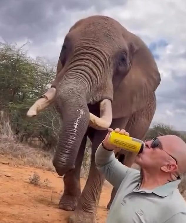 Old Video of Man Pouring Beer Into Elephant’s Trunk Sparks Outrage