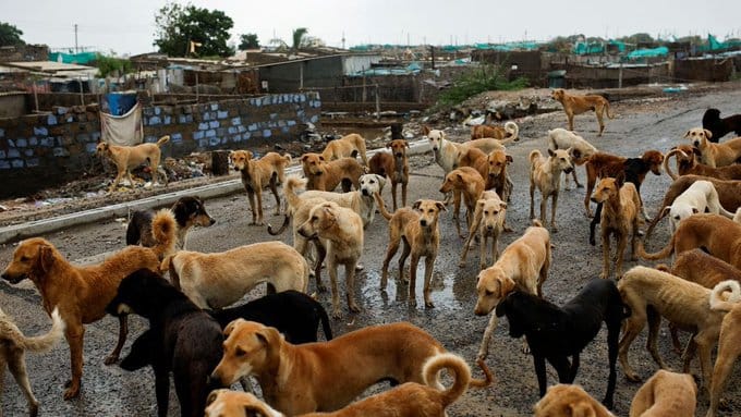 Stray Dogs in Delhi Move To Shelters