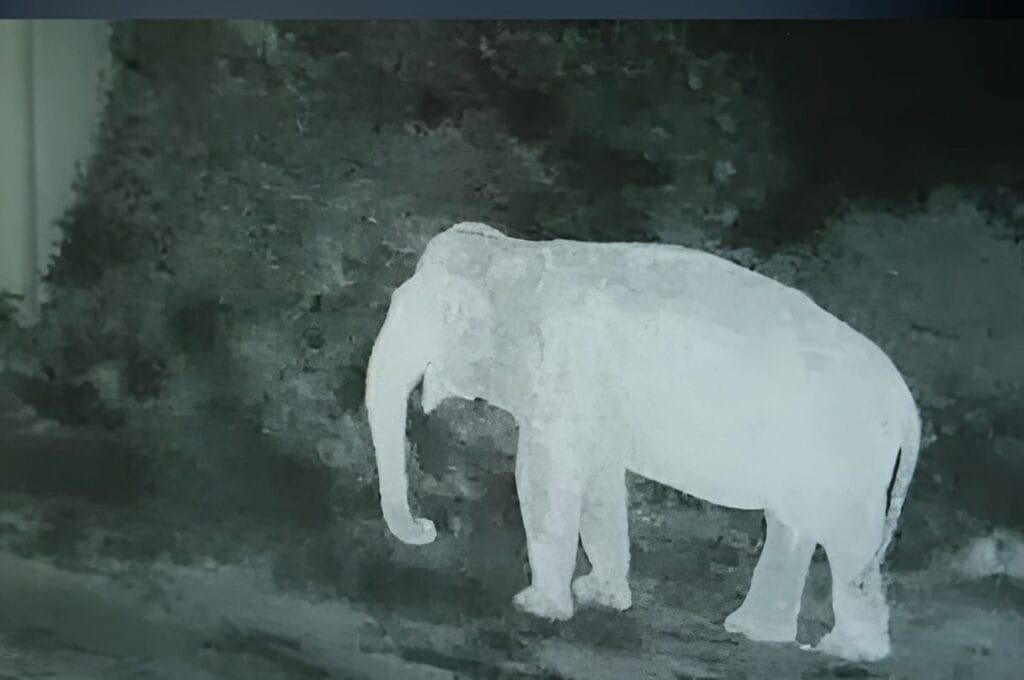 "Tamil Nadu Forest Department Uses AI to Protect Elephants"