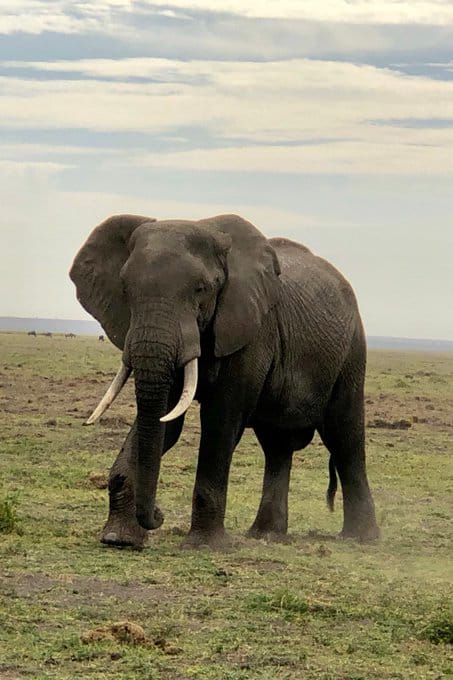 "Tamil Nadu Forest Department Uses AI to Protect Elephants"