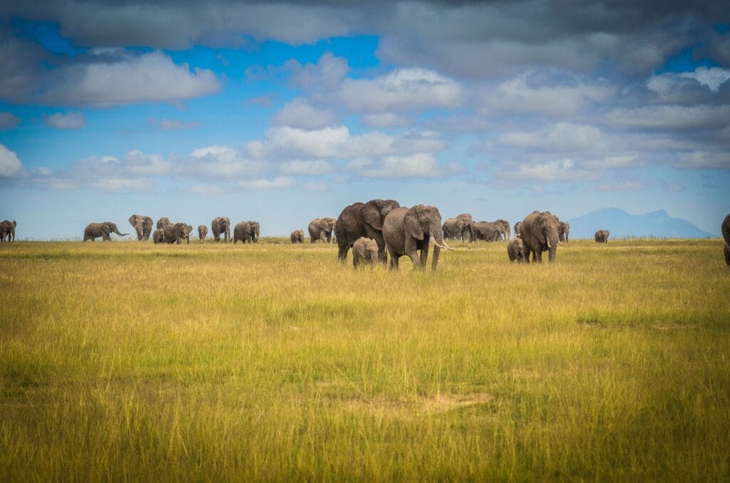 "Tamil Nadu Forest Department Uses AI to Protect Elephants, ensuring 6,592 safe crossings in Madukkarai with zero deaths since Nov 2023."