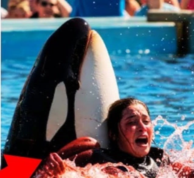 Jessica Radcliffe Marine Trainer Dies Attack by Whale 