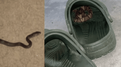 41-Year-Old Bengaluru Techie Dies After Snake Bite From Shoe