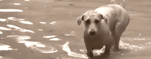 Yamuna Flooding Submerges Delhi Streets and Markets