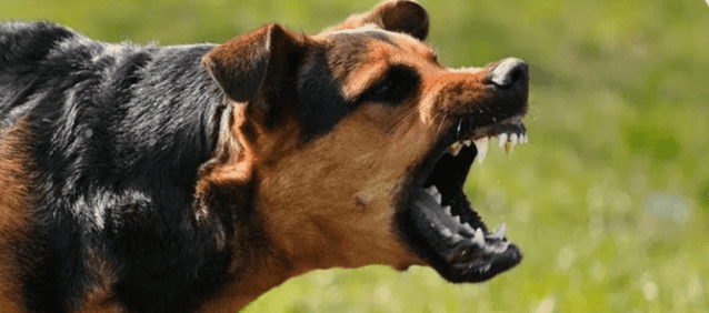67 Dog Bite Cases Reported in a Single Day in Kalyan and Dombivli, Thane