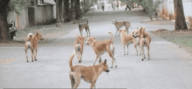 67 Dog Bite Cases Reported in a Single Day in Kalyan and Dombivli, Thane