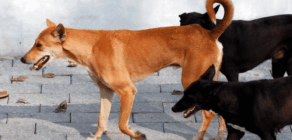 67 Dog Bite Cases Reported in a Single Day in Kalyan and Dombivli, Thane