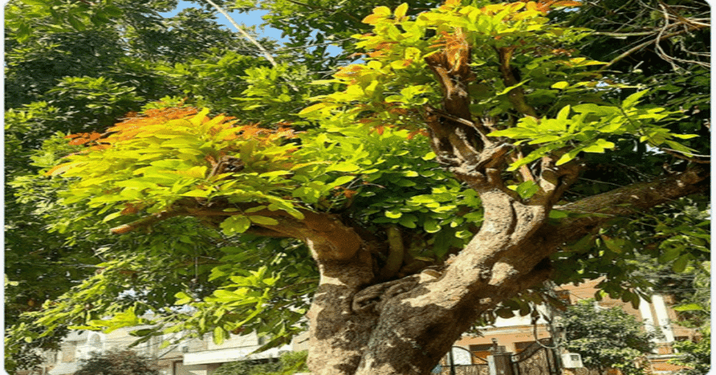 Kusum (Ceylon Oak): Odisha’s Hidden Natural Treasure