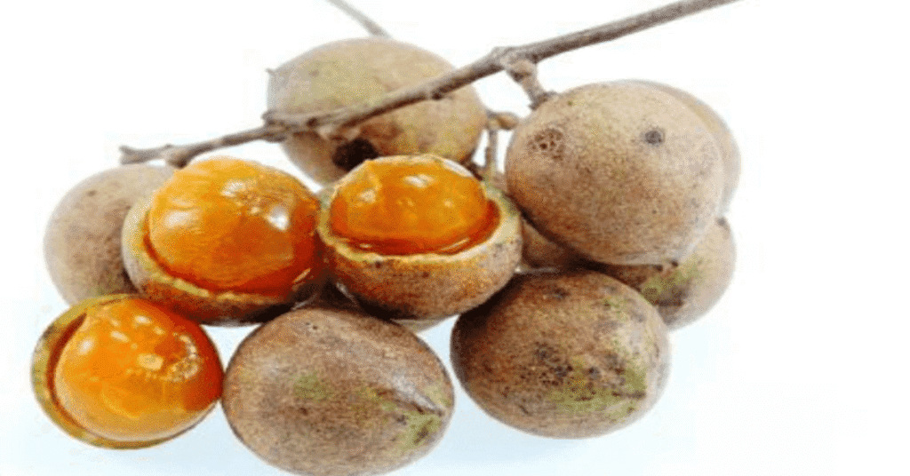 Kusum (Ceylon Oak): Odisha’s Hidden Natural Treasure