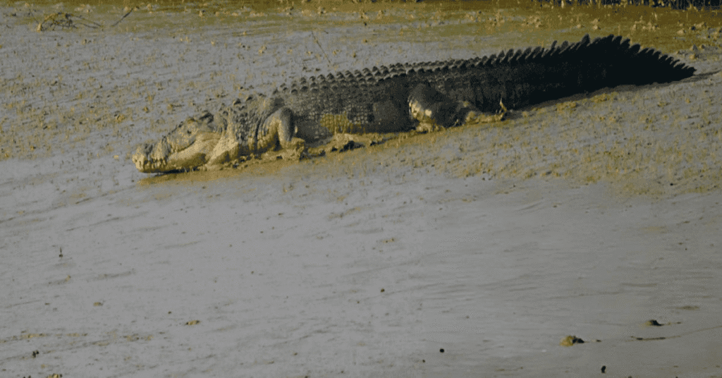 20-Foot Crocodile Caught Hunting Wild Boar in Odisha’s Bhitarkanika Park