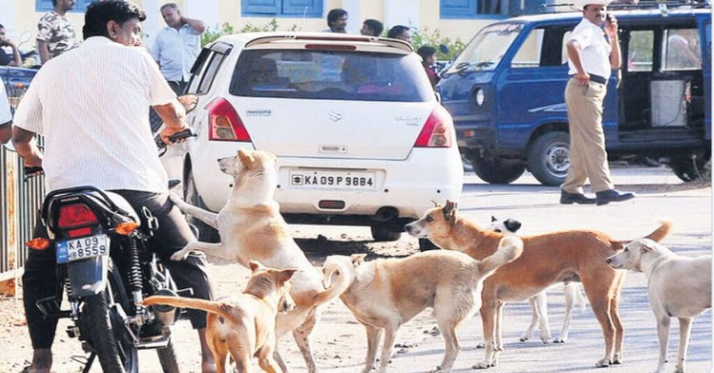 Bhubaneswar Records Stray Dog Population Far Above National Average