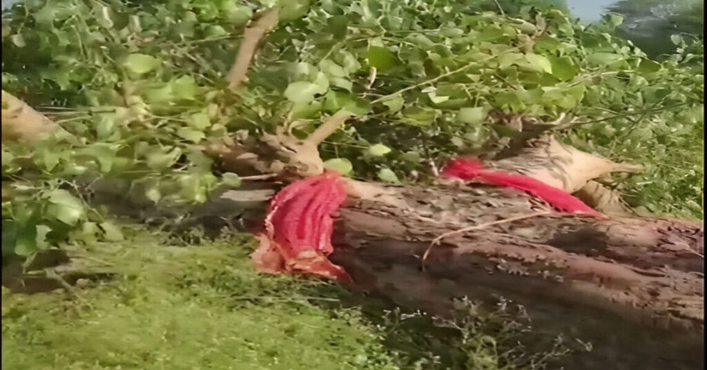 Elderly Woman Breaks Down as 20-Year-Old Peepal Tree She Planted Is Cut Down