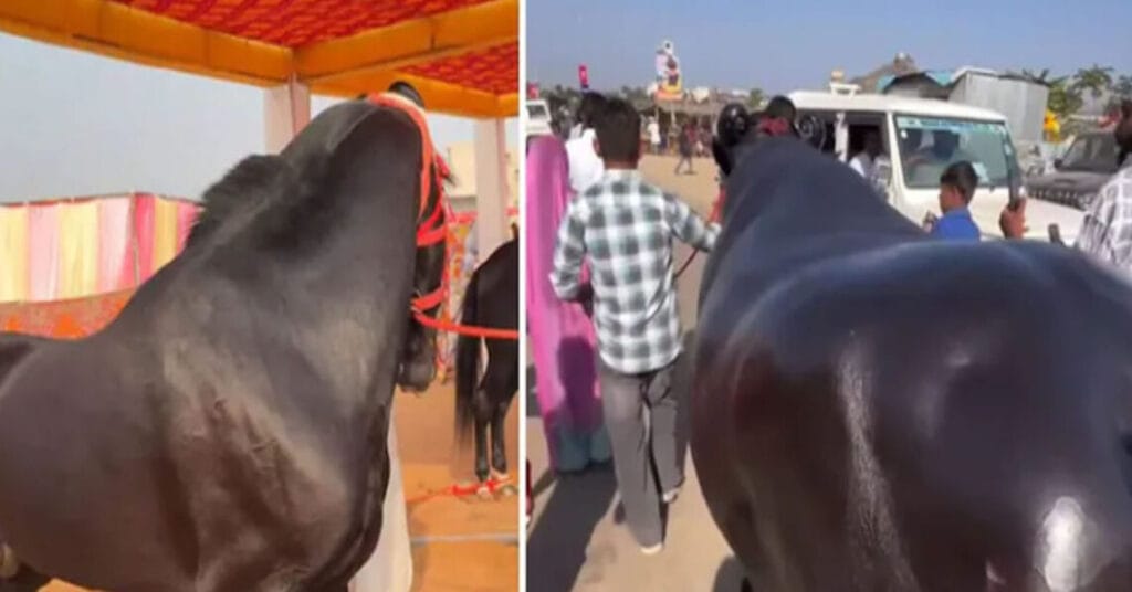 From Rs 15-Crore Horse to Rs 23-Crore Buffalo: Star Attractions at the Pushkar Fair