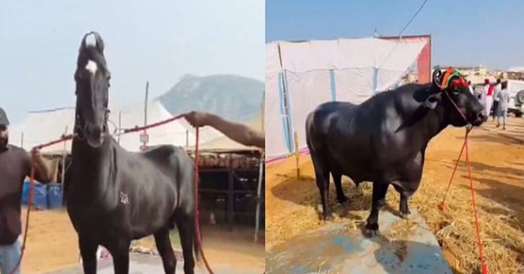 From Rs 15-Crore Horse to Rs 23-Crore Buffalo: Star Attractions at the Pushkar Fair