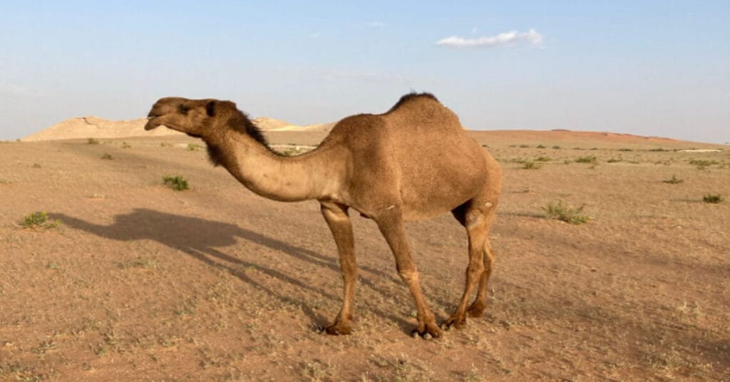 I Will Die”: Indian Man Stranded in Saudi Desert with Camel Pleads to PM for Help