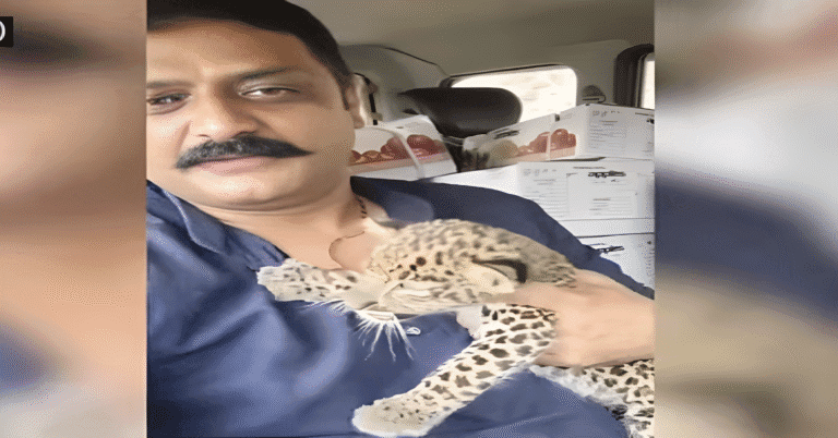 IFS Officer Slams Himachal Man for Rescuing Leopard Cub, Calls It Wrong Move