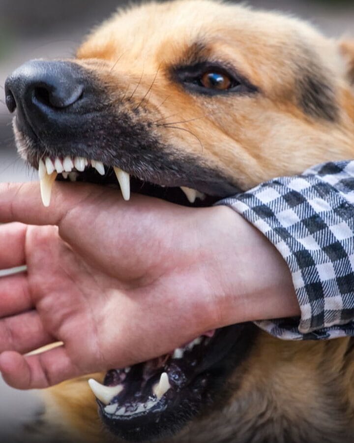 7 Stray Dogs Attack Maharashtra Man On Camera, He Makes Dramatic Escape