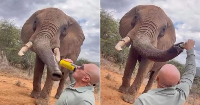 Old Video of Man Pouring Beer Into Elephant’s Trunk Sparks Outrage