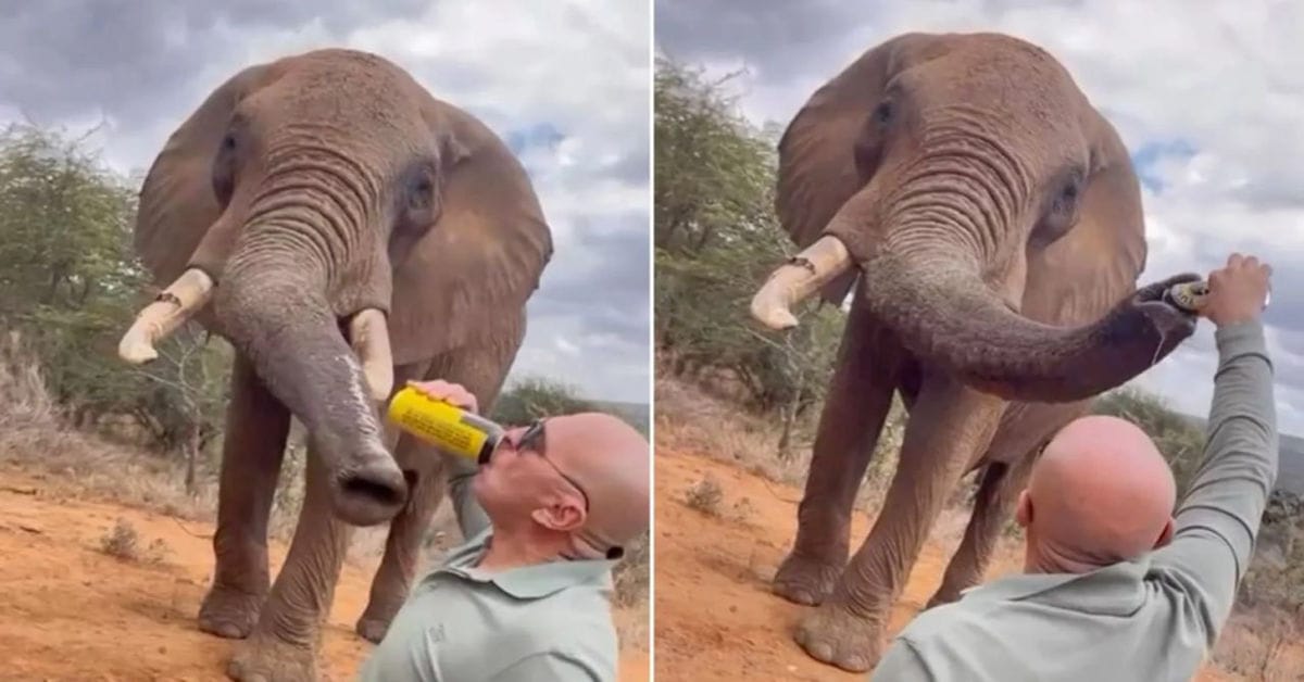Old Video of Man Pouring Beer Into Elephant’s Trunk Sparks Outrage