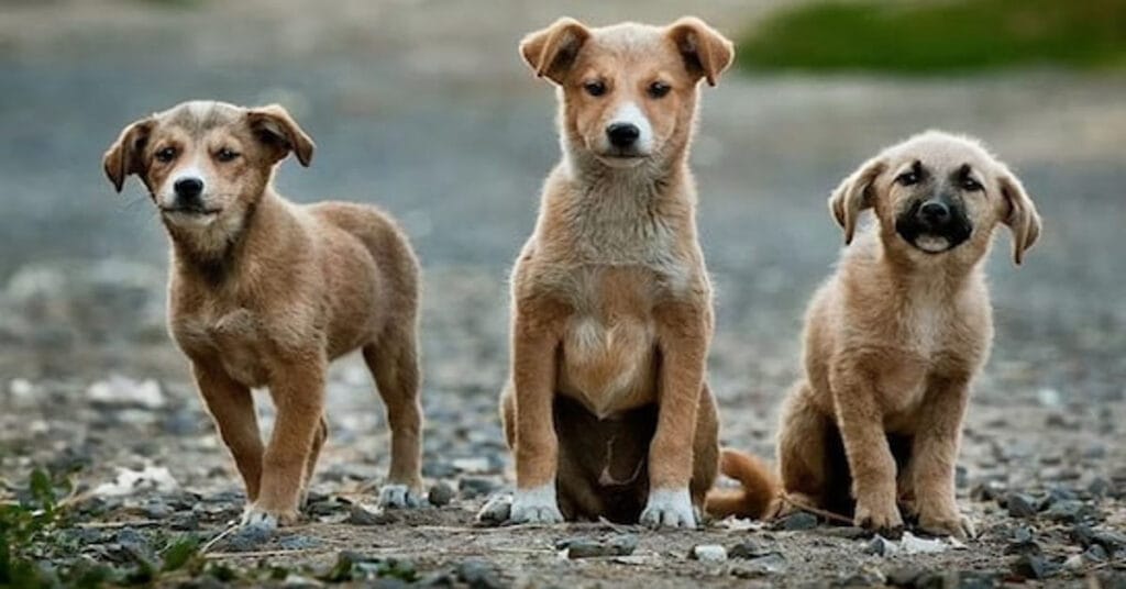 Big Relief for Dog Lovers: SC Orders Sterilisation, Release of Strays Dogs