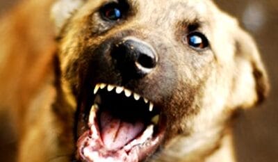 Leopard Brutally Beaten and Dragged 300 Metres by Stray Dog