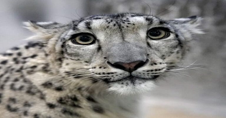 Leopard Brutally Beaten and Dragged 300 Metres by Stray Dog