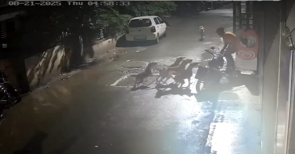 7 Stray Dogs Attack Maharashtra Man On Camera, He Makes Dramatic Escape