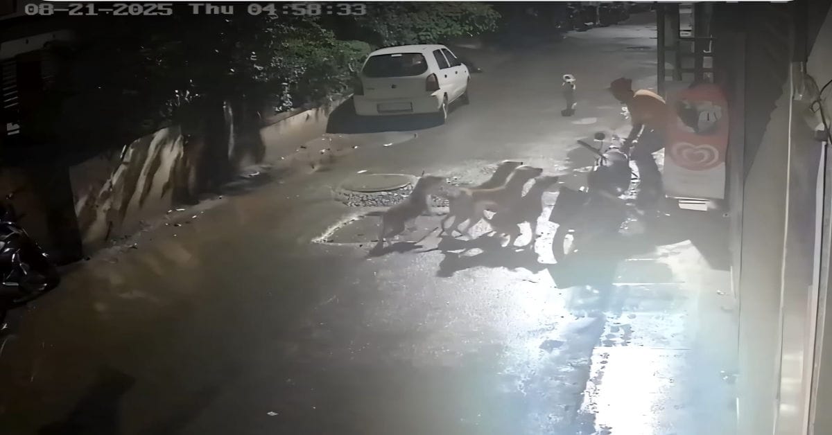 7 Stray Dogs Attack Maharashtra Man On Camera, He Makes Dramatic Escape