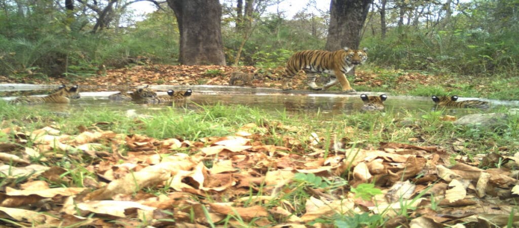 Tigress Protects Her Cubs During Bathing Session, Video Shared by Former IFS Officer