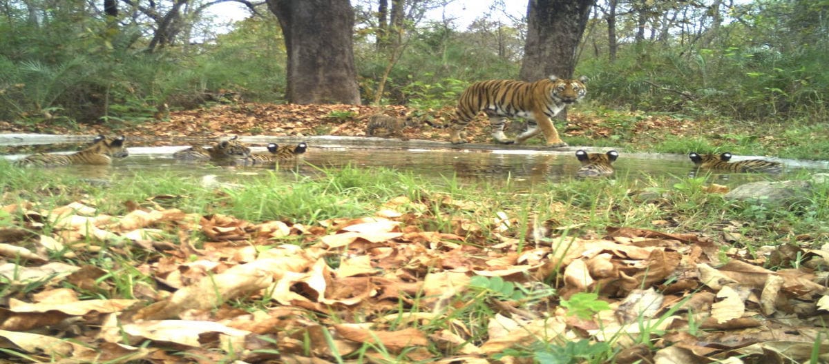 Tigress Protects Her Cubs During Bathing Session, Video Shared by Former IFS Officer