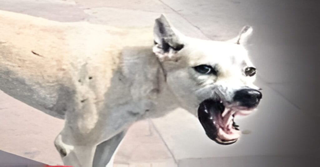 67 Dog Bite Cases Reported in a Single Day in Kalyan and Dombivli, Thane