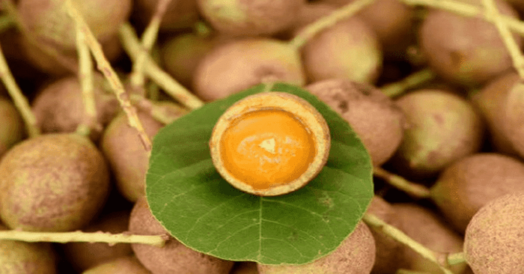 Kusum (Ceylon Oak): Odisha’s Hidden Natural Treasure