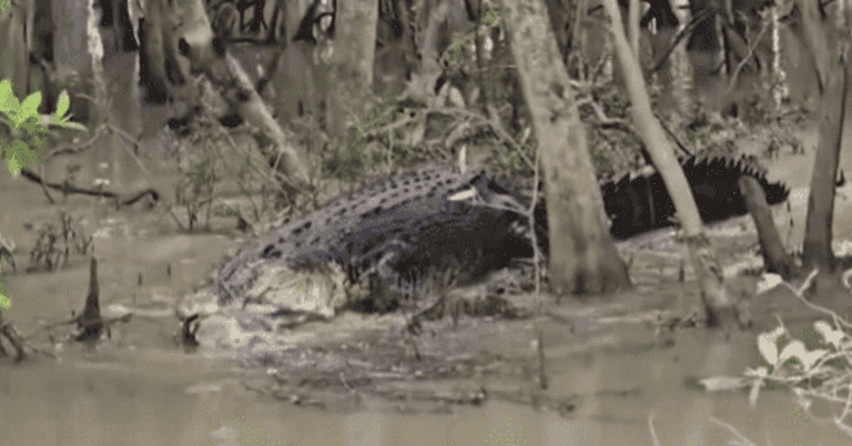 20-Foot Crocodile Caught Hunting Wild Boar in Odisha’s Bhitarkanika Park