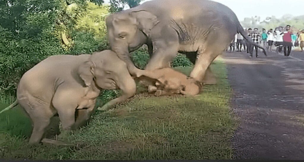 Mother Elephant