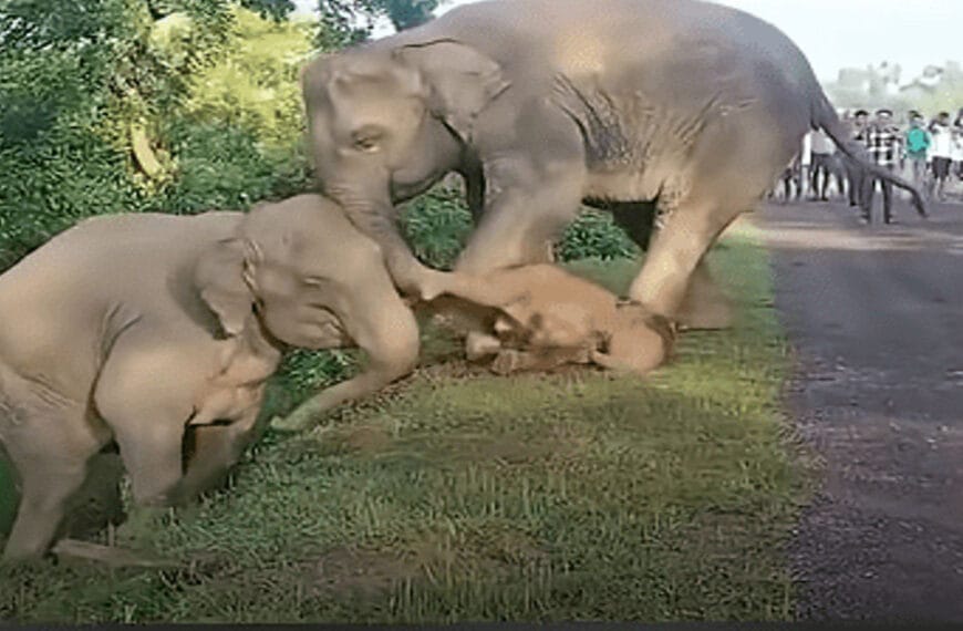 Mother Elephant