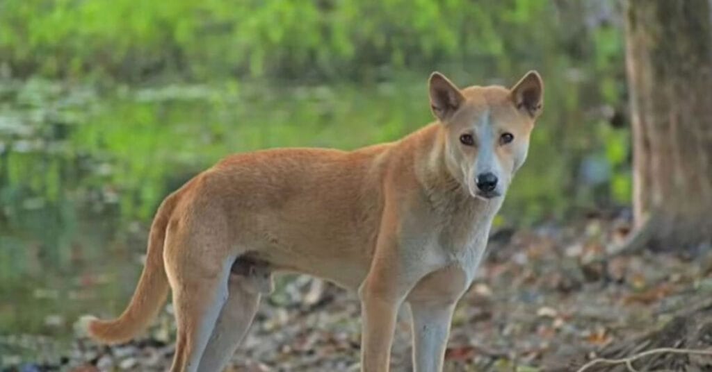 Bhubaneswar Records Stray Dog Population Far Above National Average