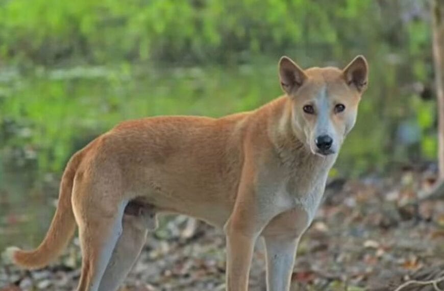 Bhubaneswar Records Stray Dog Population Far Above National Average