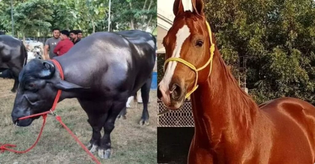 From Rs 15-Crore Horse to Rs 23-Crore Buffalo: Star Attractions at the Pushkar Fair