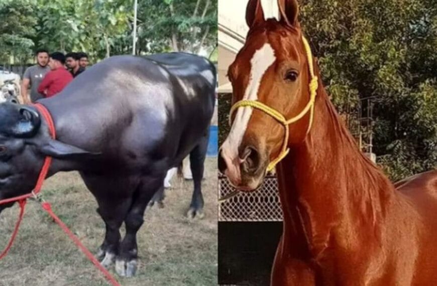 From Rs 15-Crore Horse to Rs 23-Crore Buffalo: Star Attractions at the Pushkar Fair