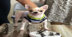 Bengaluru Domestic Worker Caught on Camera Killing Pet Dog in Apartment Lift