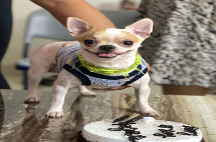 Bengaluru Domestic Worker Caught on Camera Killing Pet Dog in Apartment Lift